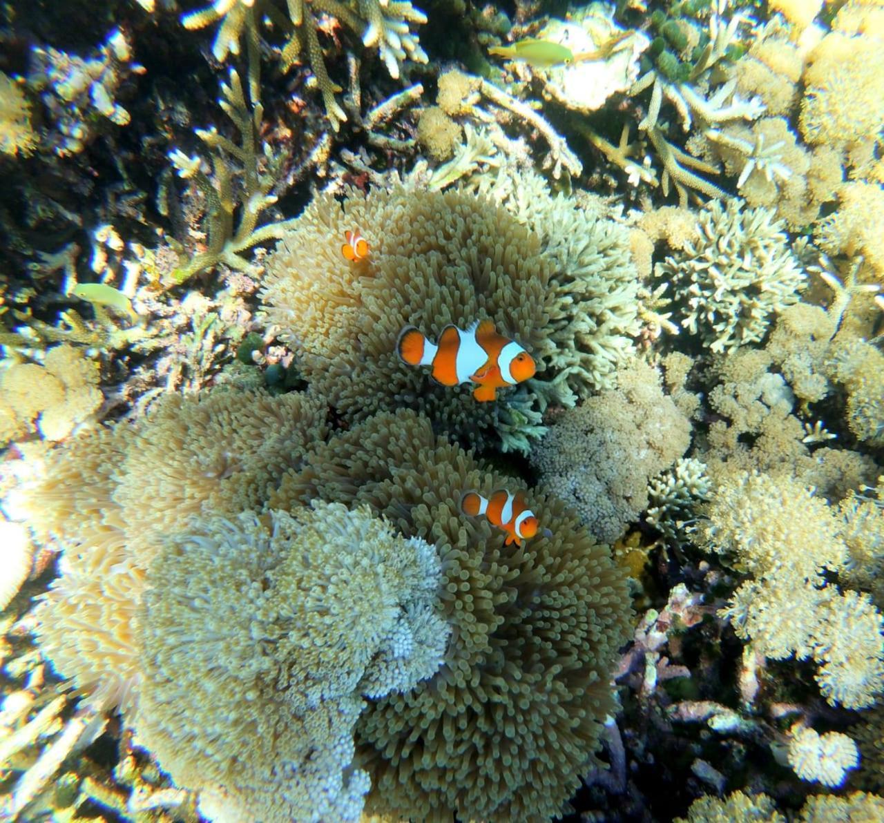 Kampung Meno Bungalows Gili Meno Eksteriør billede
