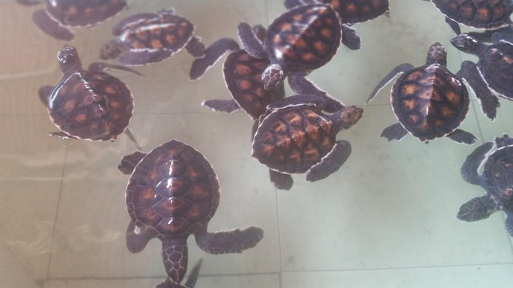Kampung Meno Bungalows Gili Meno Eksteriør billede